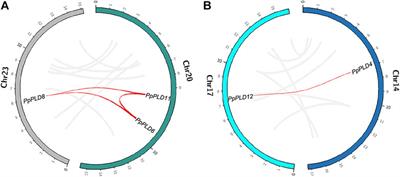 Characterization and evolutionary diversification of the phospholipase D gene family in mosses